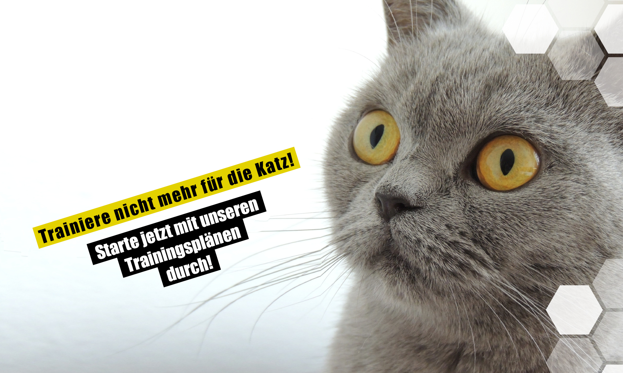 Trainiere nicht mehr für die Katz